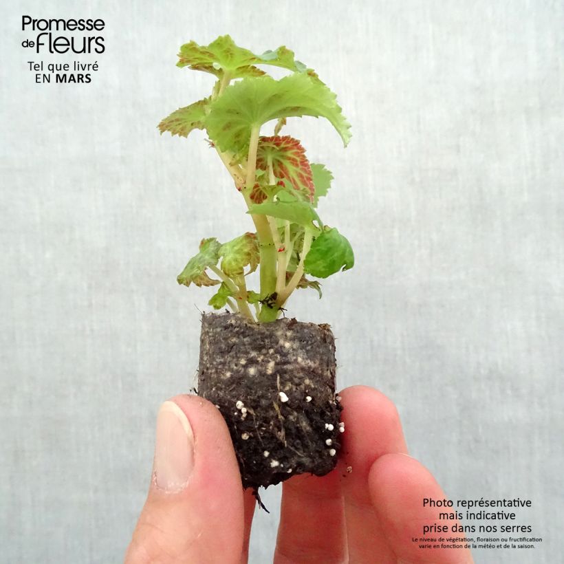 Example of Begonie Belleconia Snow - Begonia Mini-Plug Ø 3/4 cm as you get in printemps