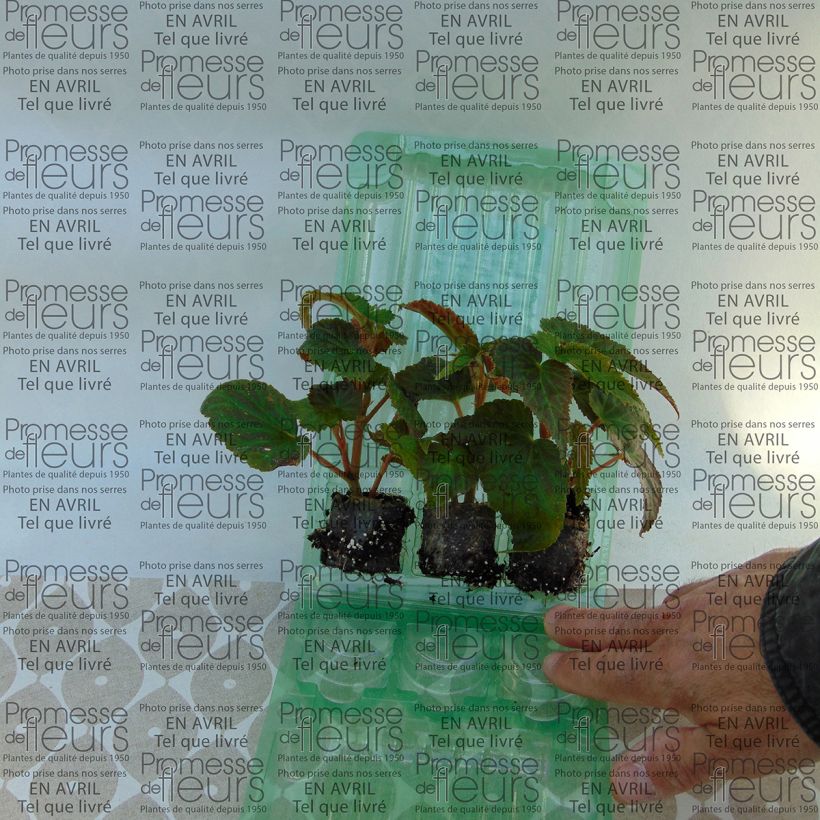 Beispiel eines Exemplars von Begonie Belleconia Soft Orange - Begonia Mini-Plug Ø 3/4 cm wie geliefert