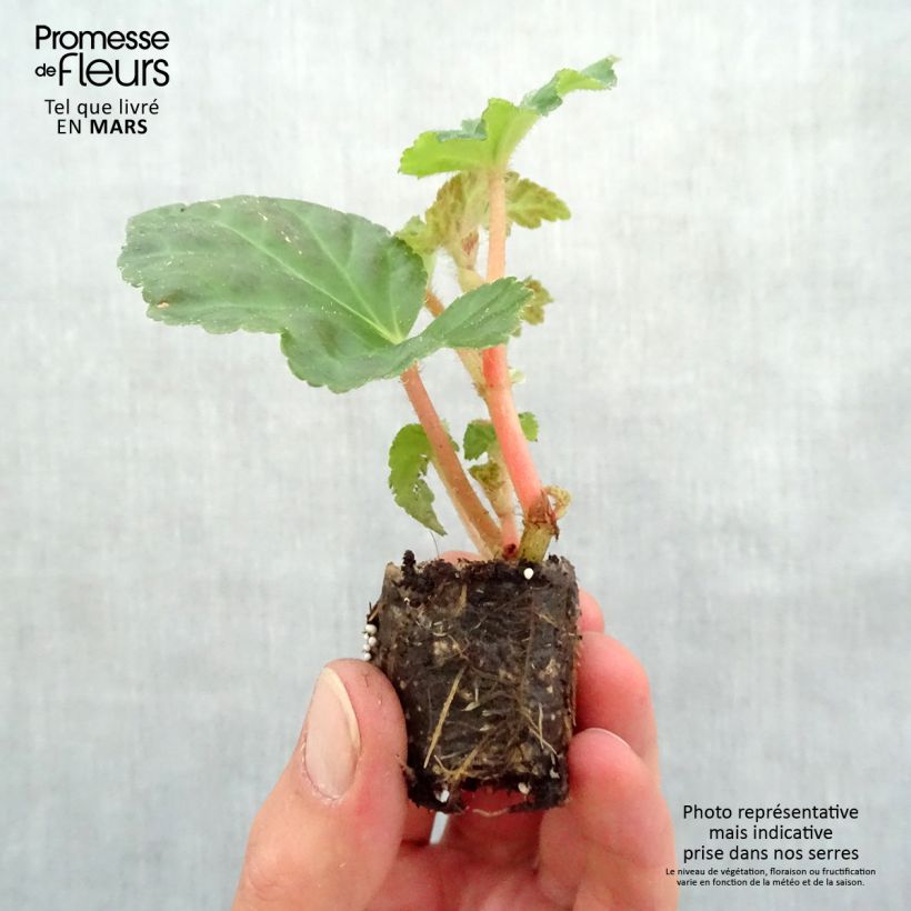 Exemplar von Begonie Begonia Chardonnay - Begonia Mini-Plug Ø 3/4 cm wie im Frühjahr geliefert