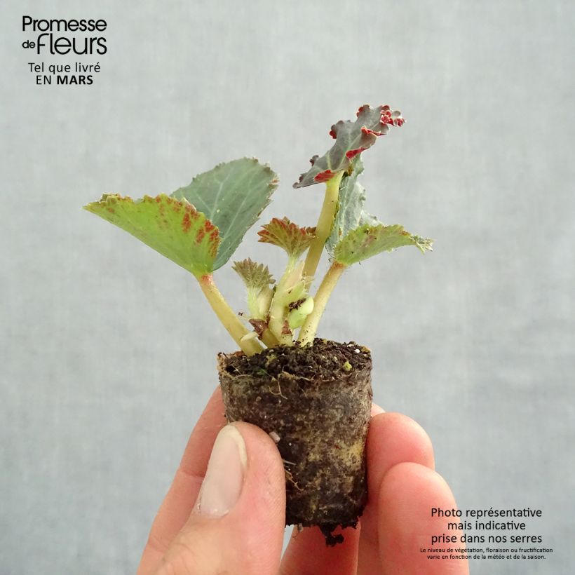 Exemplar von Begonie Fragrant Falls Peach - Begonia boliviensis Mini-Plug Ø 3/4 cm wie im Frühjahr geliefert