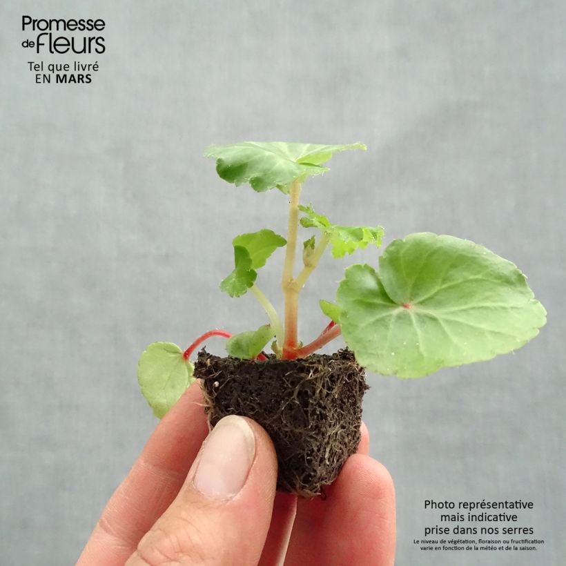 Example of Begonie Illumination Ecarlate - Begonia pendula Mini-Plug Ø 3/4 cm as you get in printemps