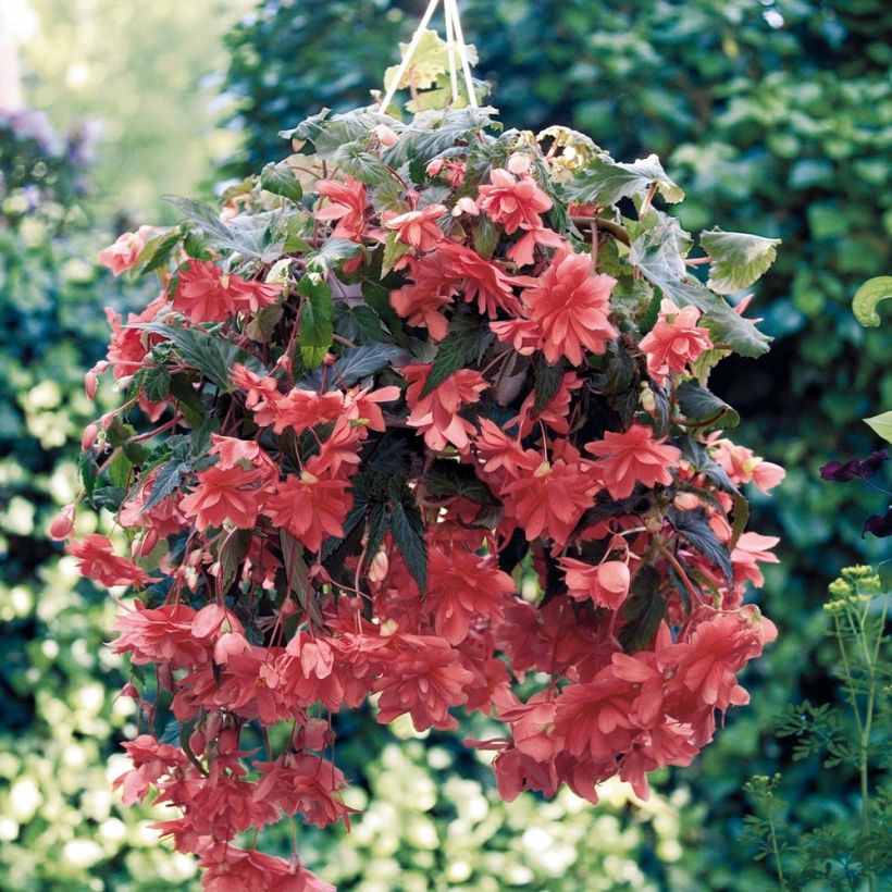 Begonie Illumination Saumon - Begonia pendula (Wuchs)