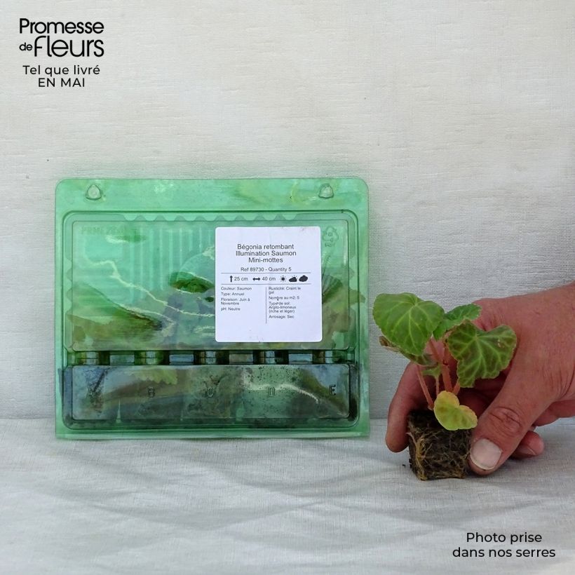 Exemplar von Begonie Illumination Saumon - Begonia pendula Mini-Plug Ø 3/4 cm wie im Frühjahr geliefert