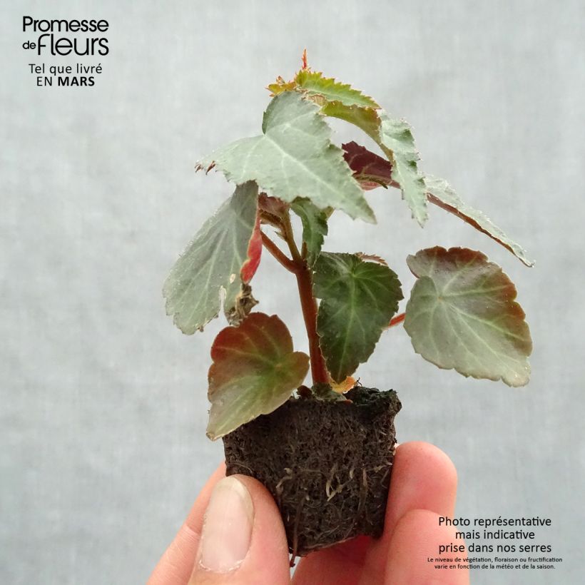 Example of Begonie Santa Cruz Orange - Begonia boliviensis Mini-Plug Ø 3/4 cm as you get in printemps
