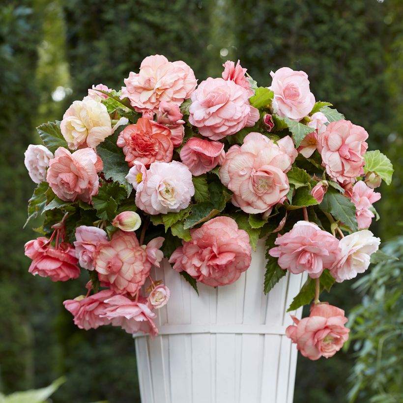 Begonie Splendide Flamenca (Wuchs)