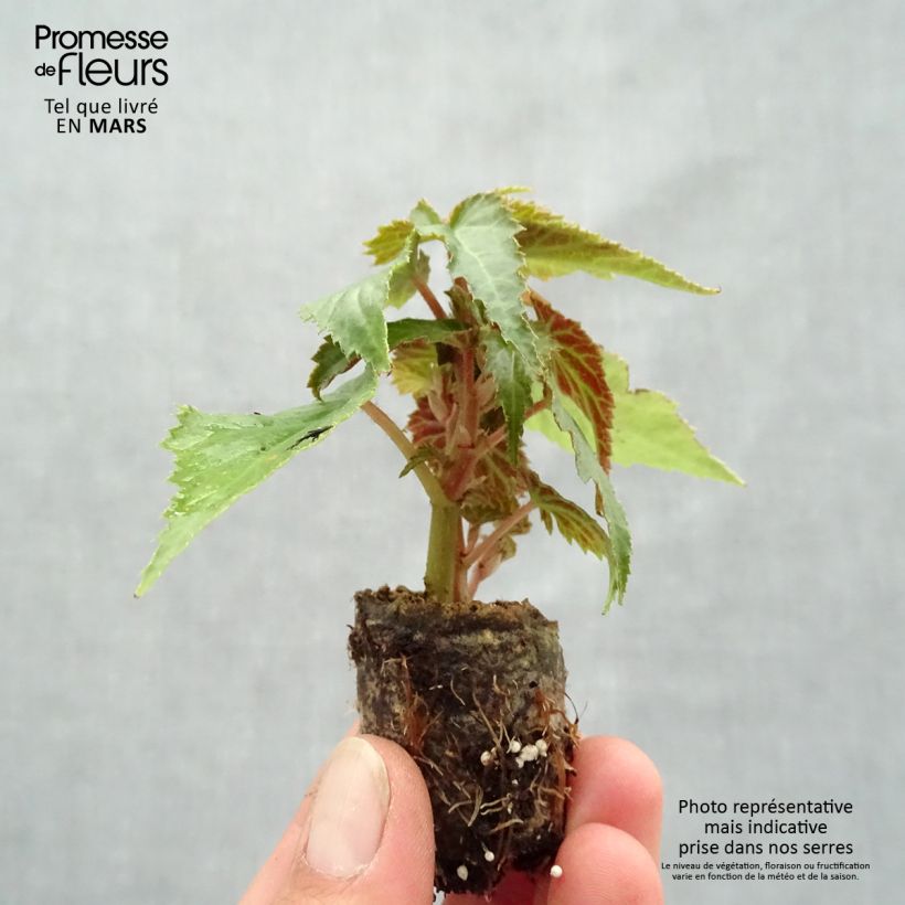 Exemplar von Begonie Summerwings Apricot Improved - Begonia boliviensis Mini-Plug Ø 3/4 cm wie im Frühjahr geliefert