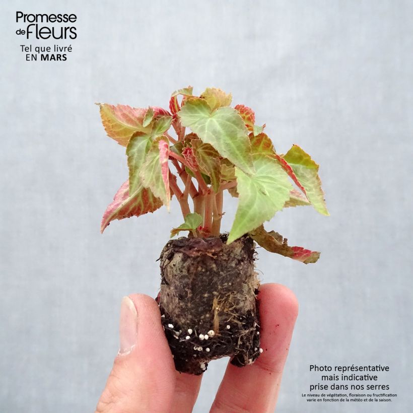 Exemplar von Begonie Summerwings Pink Elegance - Begonia Mini-Plug Ø 3/4 cm wie im Frühjahr geliefert