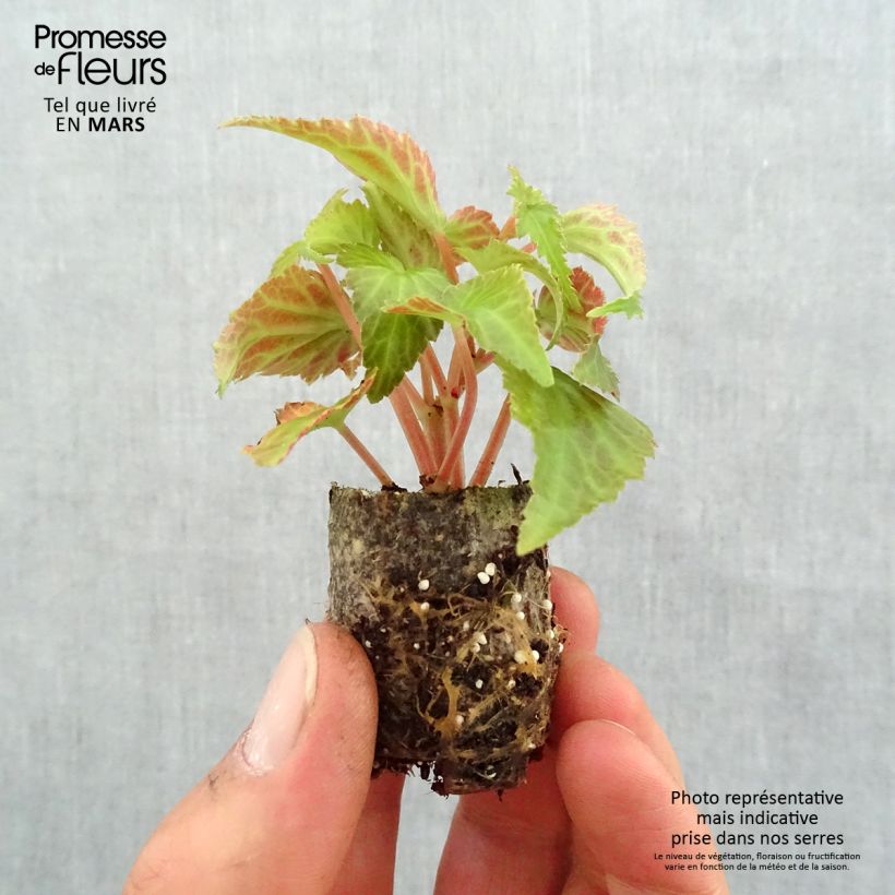 Exemplar von Begonie Summerwings White Elegance - Begonia Mini-Plug Ø 3/4 cm wie im Frühjahr geliefert