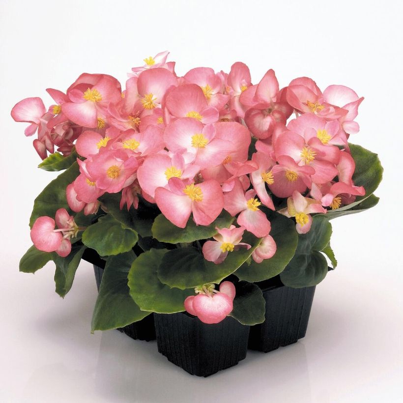 Begonie Mascotte Bicolour Improved - Begonia semperflorens (Wuchs)