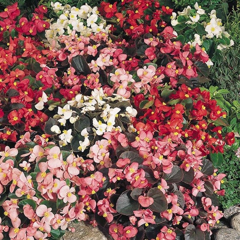 Begonie Organdy F1 Mix - Begonia semperflorens (Wuchs)