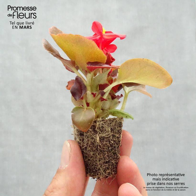 Exemplar von Begonie Organdy F1 Mix - Begonia semperflorens Jardi-Plug: Wurzelballen 3,8 cm x 3,2 cm in Anzuchtplatte à 15 Stück. wie im Frühjahr geliefert