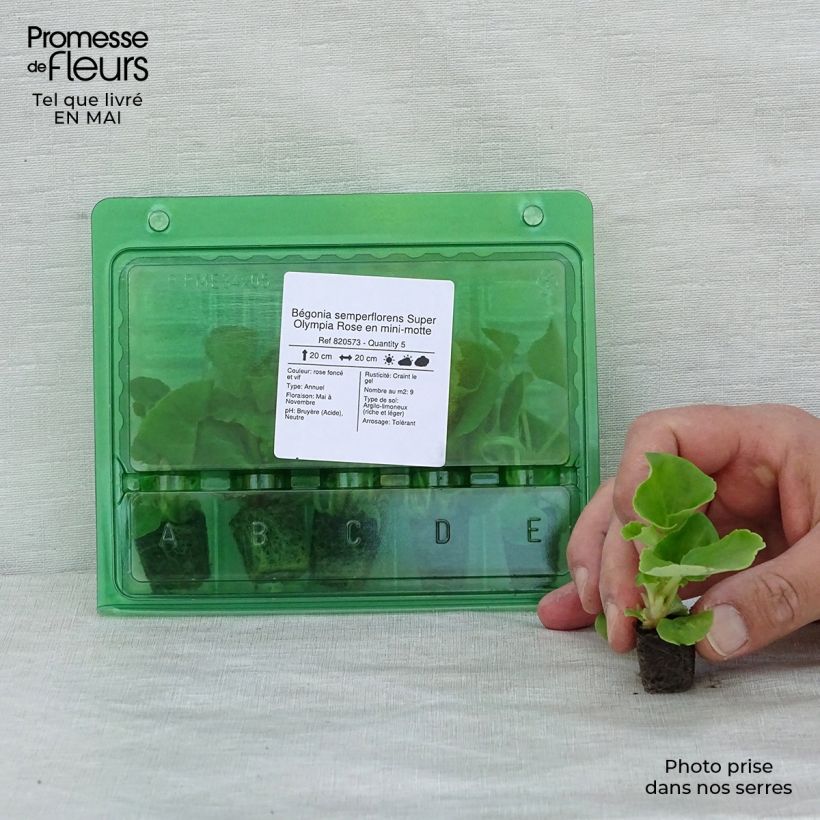 Example of Begonie Super Olympia rose - Begonia semperflorens Mini-Plug Ø 1,5/2,5 cm as you get in printemps