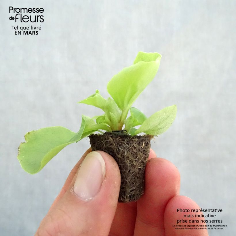 Exemplar von Begonie Super Olympia White - Begonia semperflorens Mini-Plug Ø 3/4 cm wie im Frühjahr geliefert