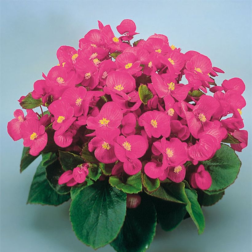 Begonie Super Olympia rose - Begonia semperflorens (Flowering)