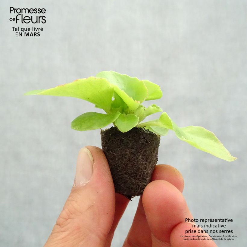 Exemplar von Begonie Super Olympia Red - Begonia semperflorens Mini-Plug Ø 1,5/2,5 cm wie im Frühjahr geliefert