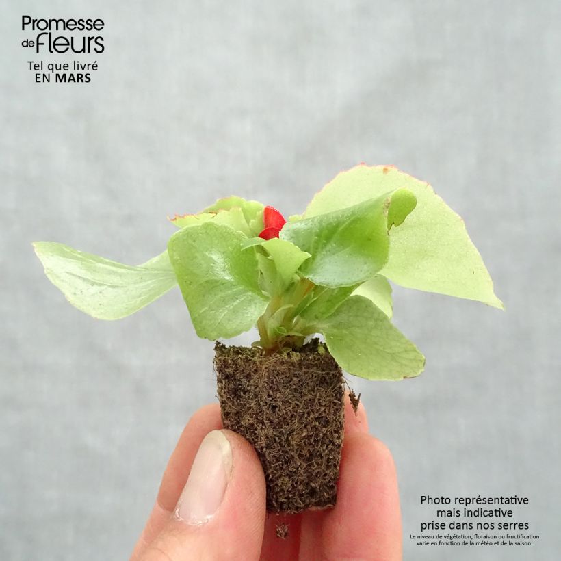 Exemplar von Begonie Super Olympia Red - Begonia semperflorens Jardi-Plug: Wurzelballen 3,8 cm x 3,2 cm in Anzuchtplatte à 15 Stück. wie im Frühjahr geliefert
