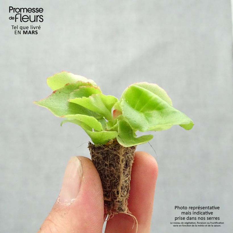 Exemplar von Begonie Super Olympia Red - Begonia semperflorens Mini-Plug: Plug 2,2 cm x 2 cm in Anzuchtplatte à 35 Stück wie im Frühjahr geliefert