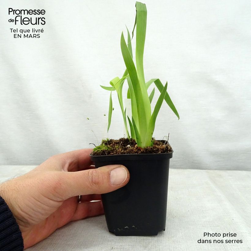 Exemplar von Belamcanda chinensis Hello Yellow - Leopardenblume Kleine Töpfe von 8/9 cm wie im Frühjahr geliefert