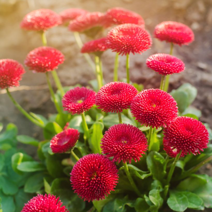 Bellis perennis Roode - Gänseblümchen (Wuchs)