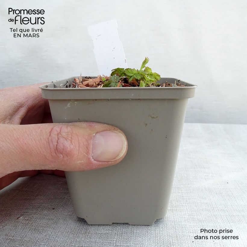 Exemplar von Geum Cocktail Alabama Slammer - Nelkenwurz Kleine Töpfe von 8/9 cm wie im Frühjahr geliefert