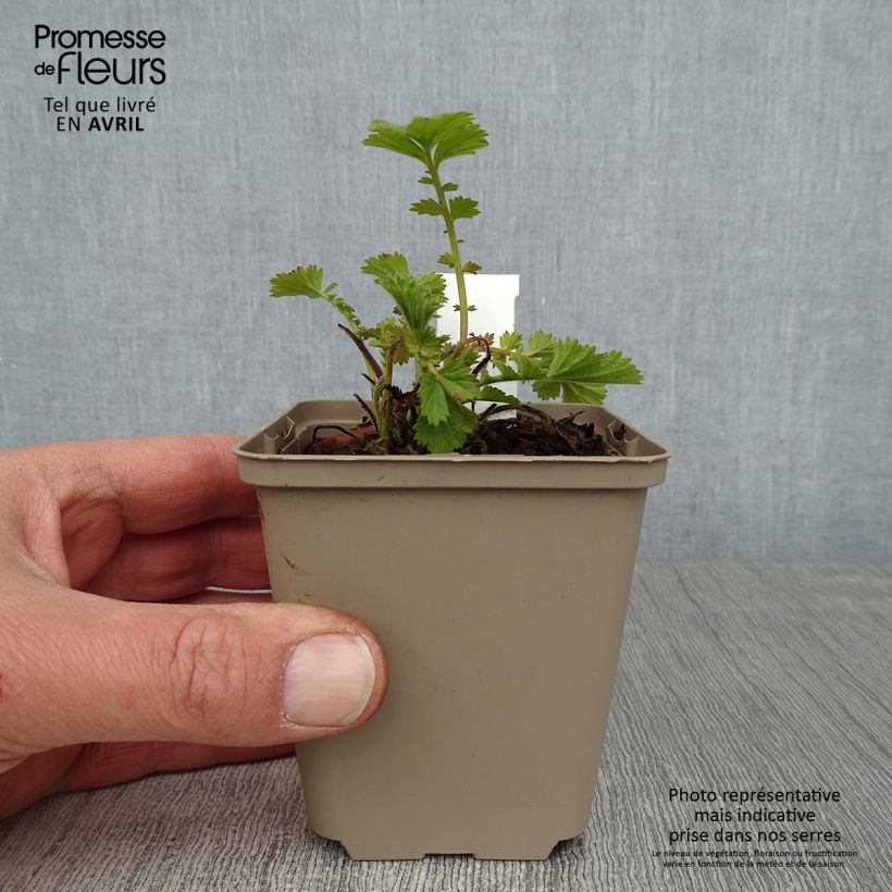 Exemplar von Geum Fire Storm - Nelkenwurz Kleine Töpfe von 8/9 cm wie im Frühjahr geliefert