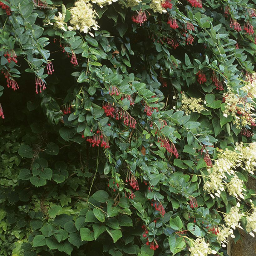 Berberidopsis corallina - Korallenstrauch (Wuchs)