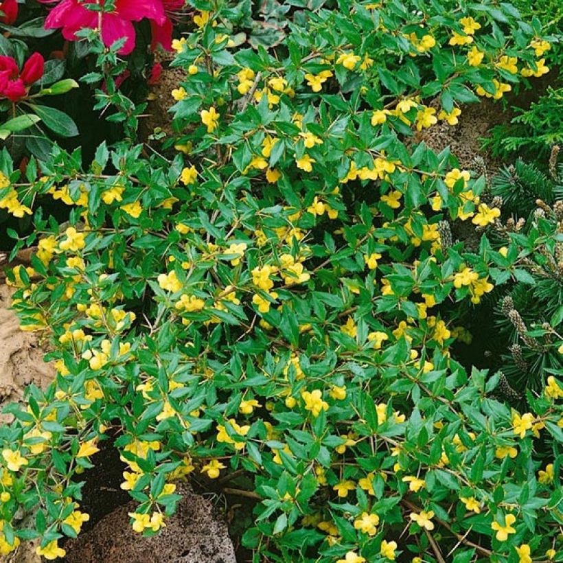 Berberis Chenaultii - Berberitze (Flowering)