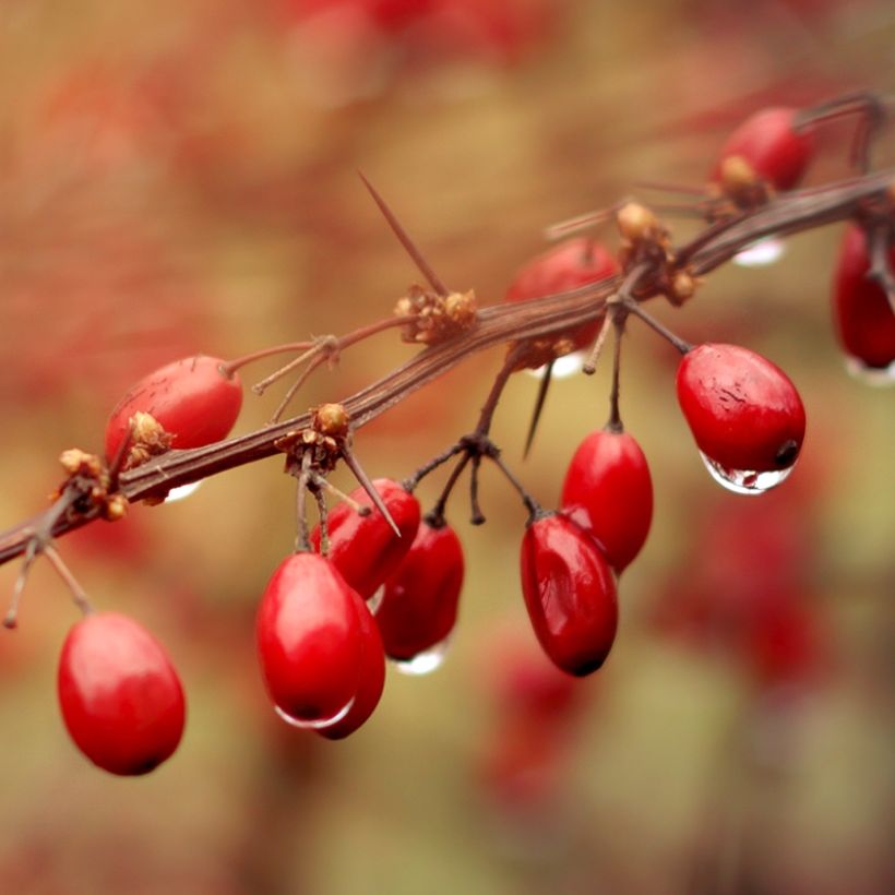 Berberis thunbergii Orange Ice (Ernte)
