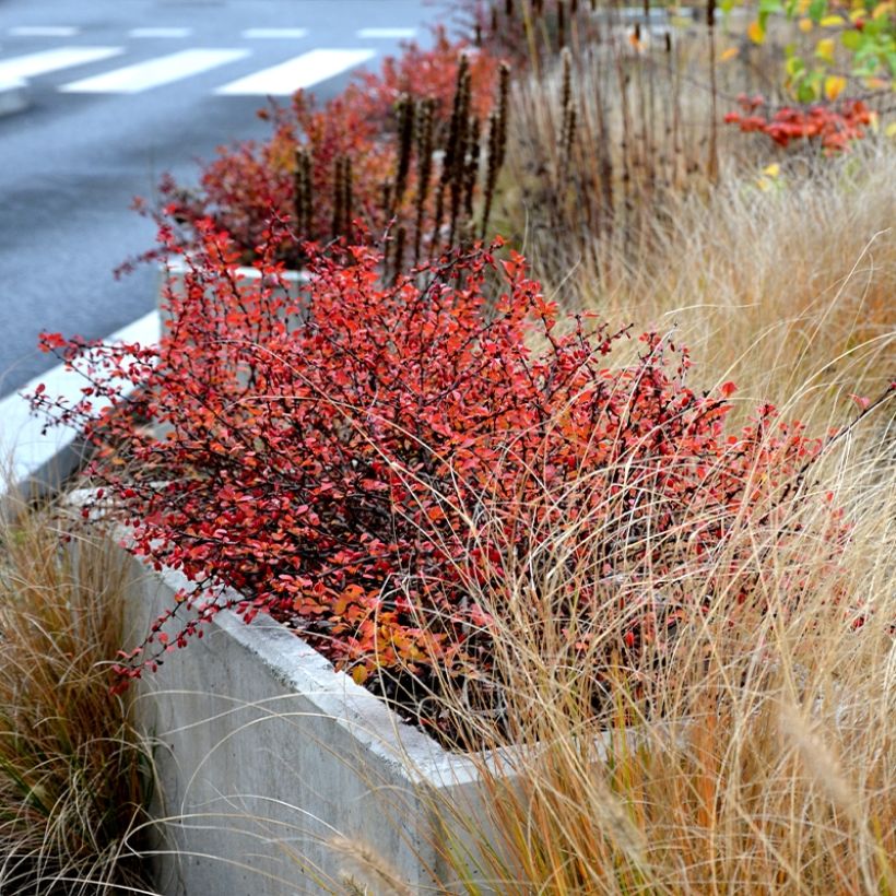 Berberis thunbergii Orange Ice (Wuchs)