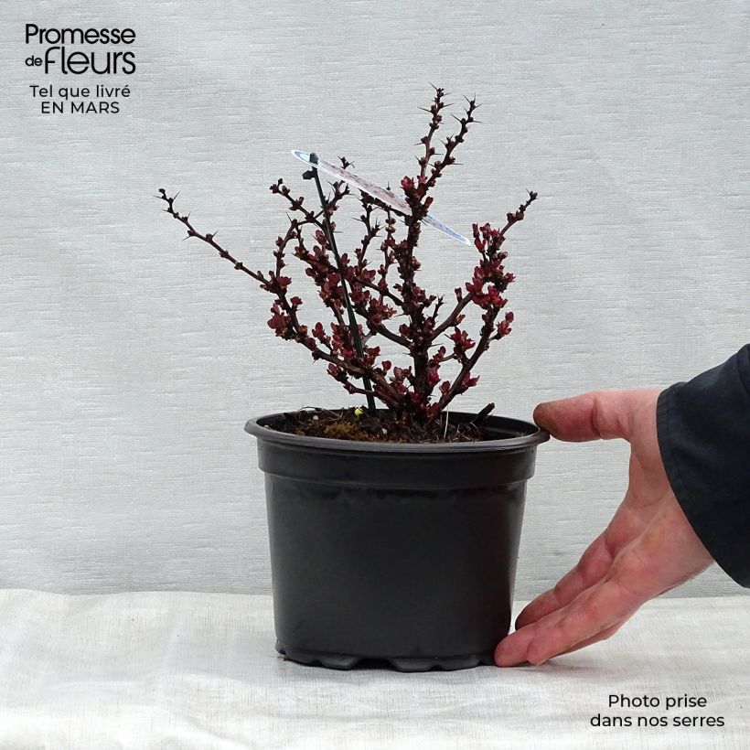 Example of Berberis thunbergii Bagatelle Topf mit 2L/3L as you get in printemps