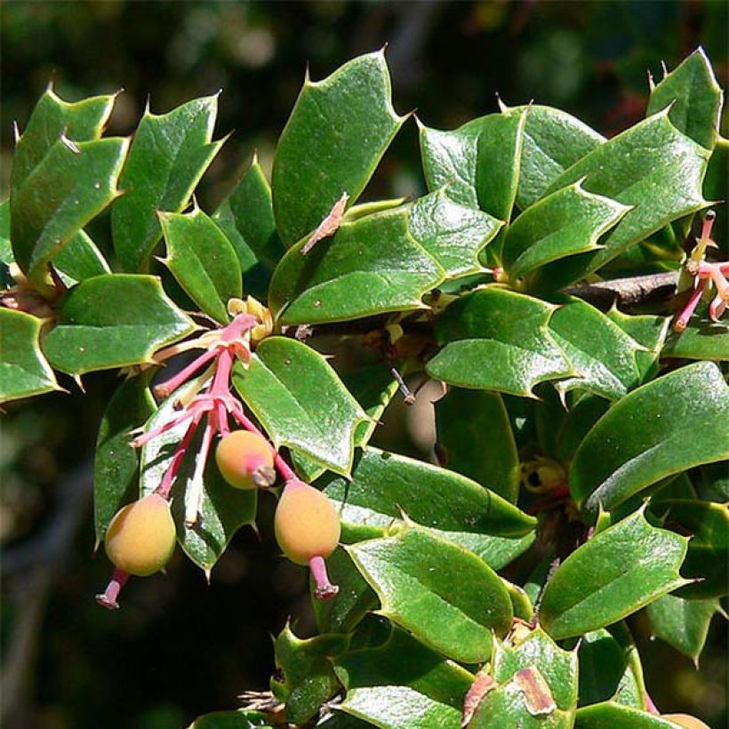 Berberis darwinii - Darwins Berberitze (Foliage)