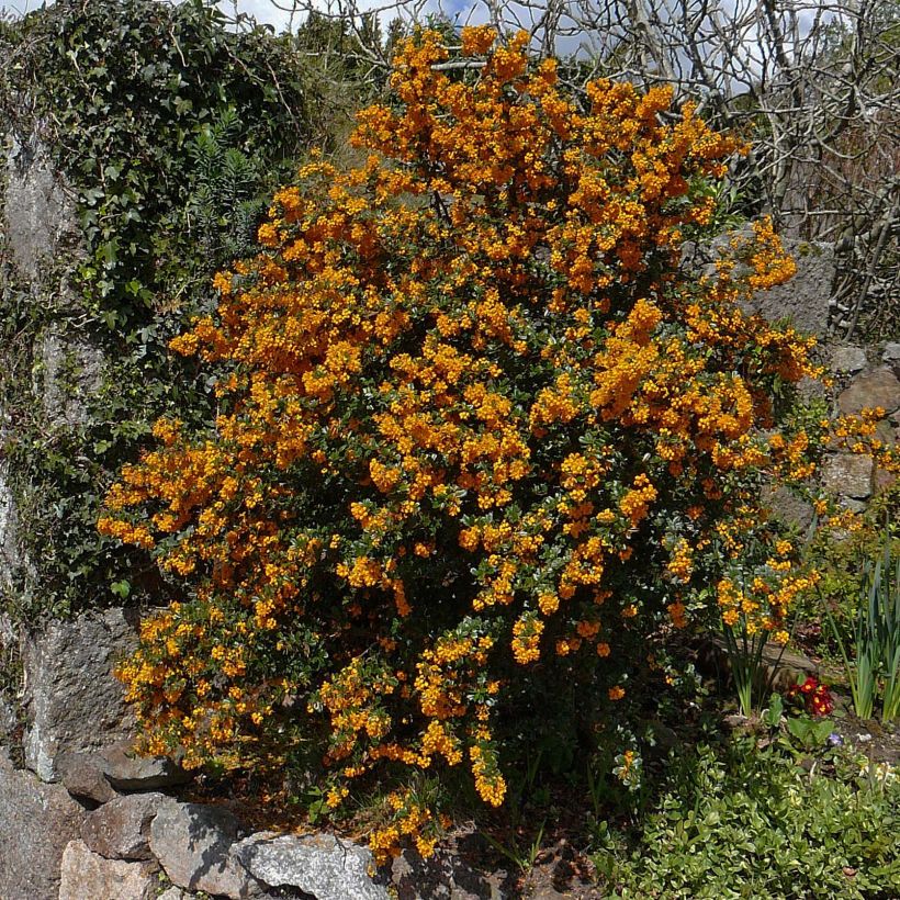 Berberis darwinii - Darwins Berberitze (Plant habit)