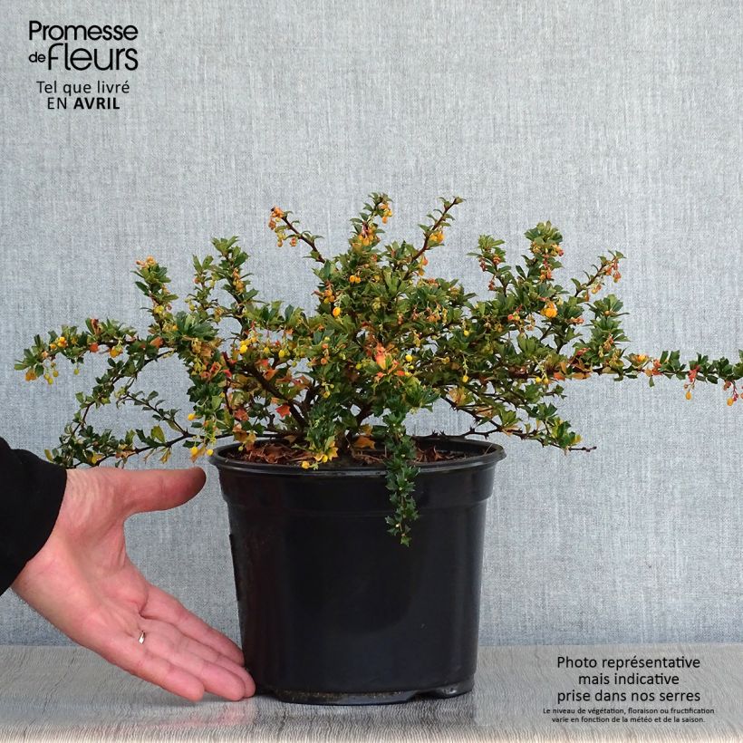 Example of Berberis darwinii Compacta - Darwins Berberitze Topf mit 3L/4L as you get in printemps