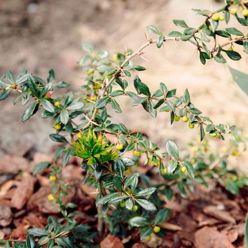 Berberis darwinii Compacta - Darwins Berberitze (Plant habit)
