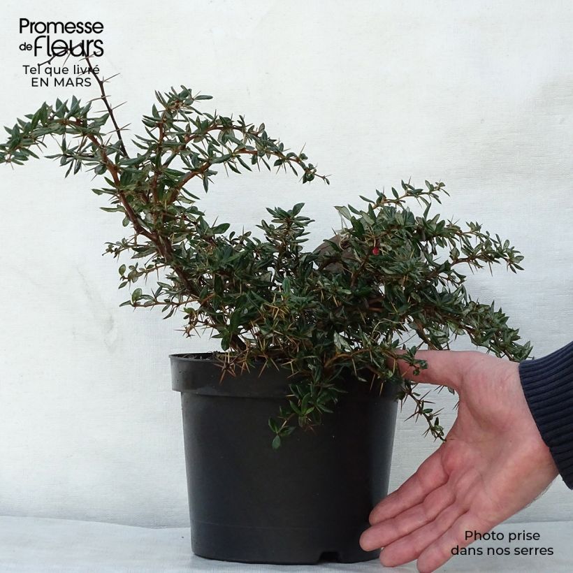 Example of Berberis Chenaultii - Berberitze Topf mit 2L/3L as you get in printemps