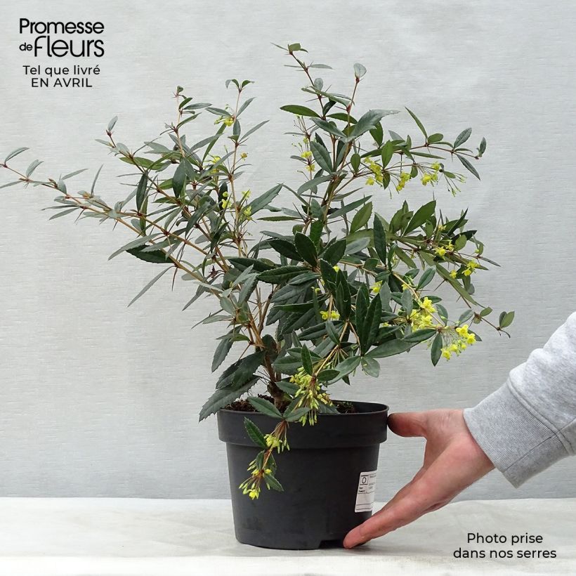 Example of Berberis julianae - Julianes Berberitze Topf mit 2L/3L as you get in printemps