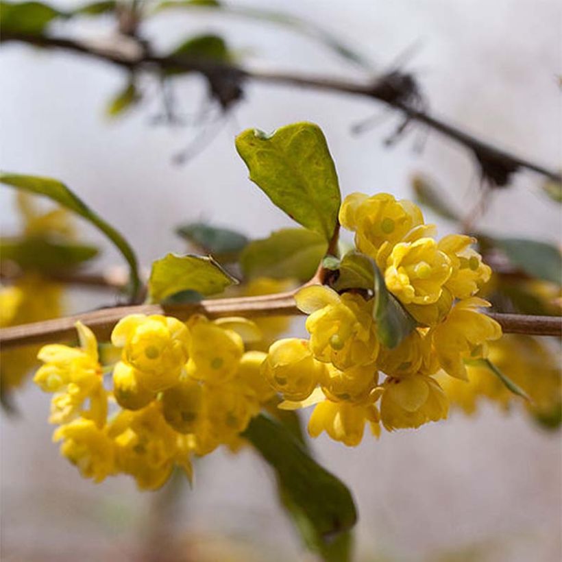 Berberis julianae - Julianes Berberitze (Flowering)