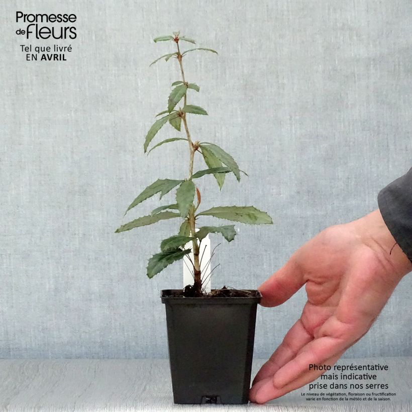 Example of Berberis julianae - Julianes Berberitze Kleine Töpfe von 8/9 cm as you get in printemps