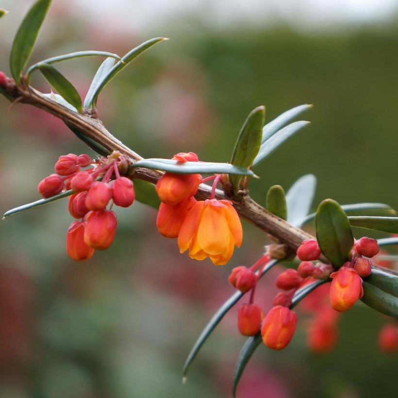 Berberis linearifolia Orange King - Berberitze (Flowering)