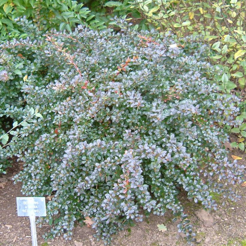 Berberis media Red Jewel - Berberitze (Wuchs)