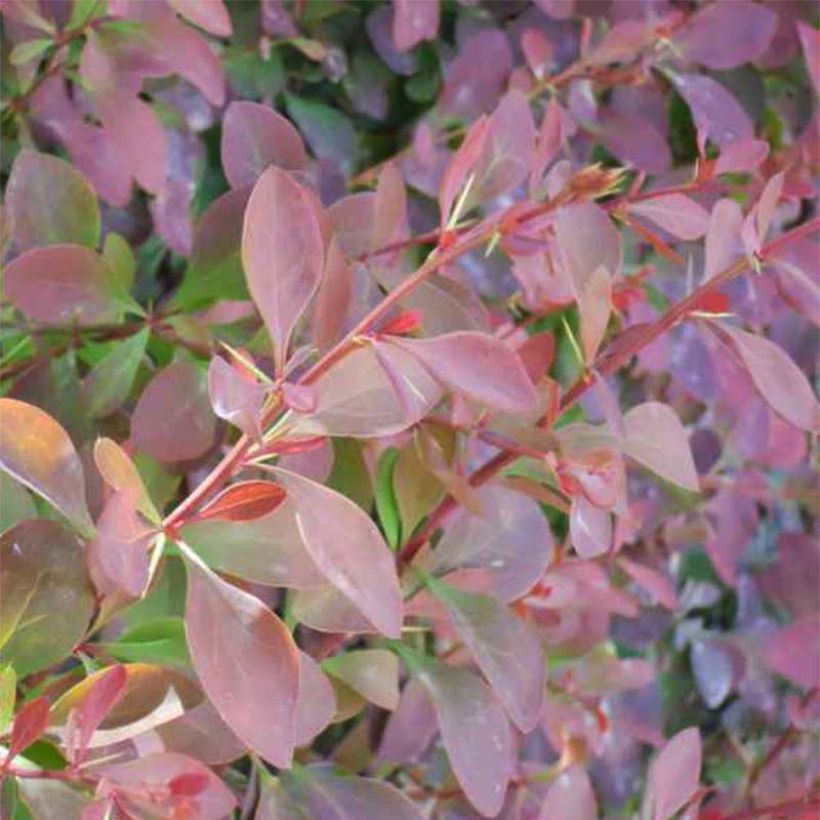 Berberis ottawensis Auricoma - Berberitze (Foliage)