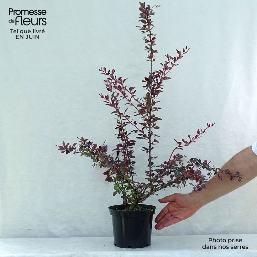 Exemplar von Berberis ottawensis Auricoma - Berberitze Topf mit 3L/4L wie im Sommer geliefert