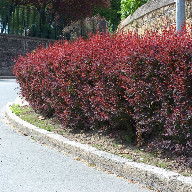 Berberis ottawensis Auricoma - Berberitze (Plant habit)
