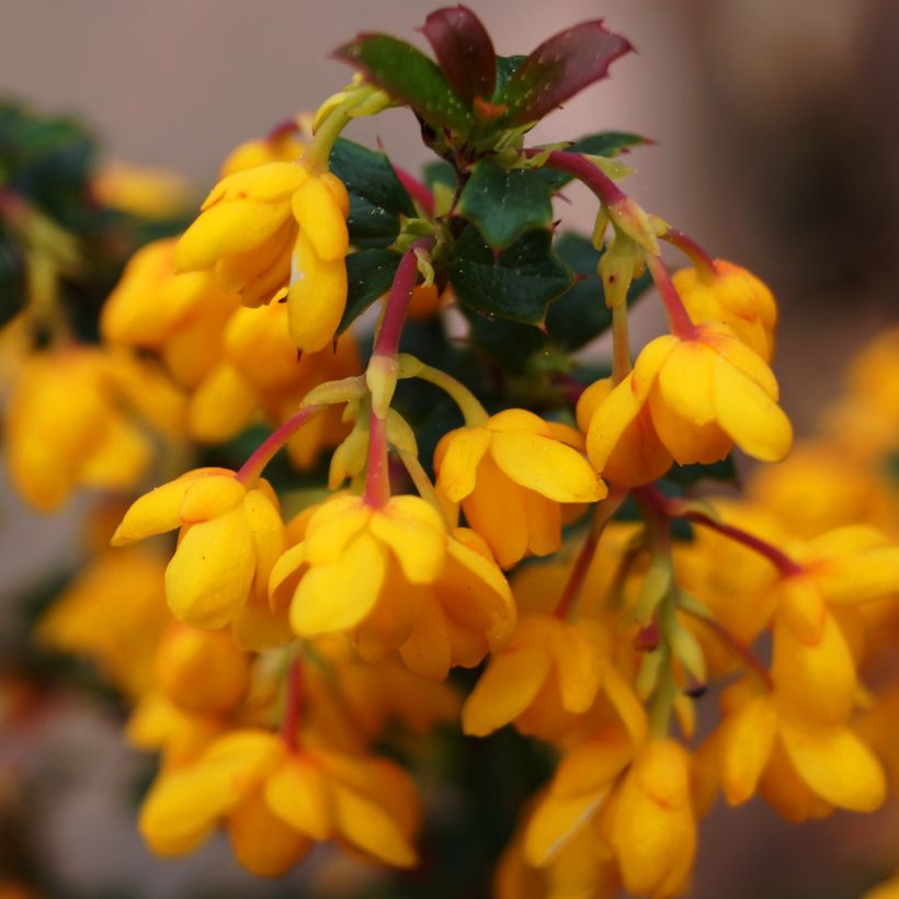 Berberis stenophylla Corallina Compacta - Schmalblättrige Berberitze (Blüte)