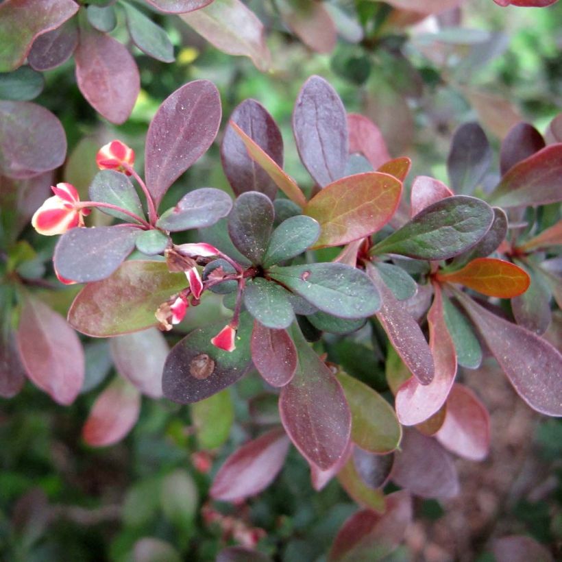Berberis thunbergii (Foliage)