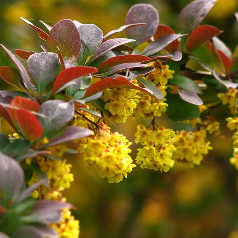 Berberis thunbergii (Flowering)