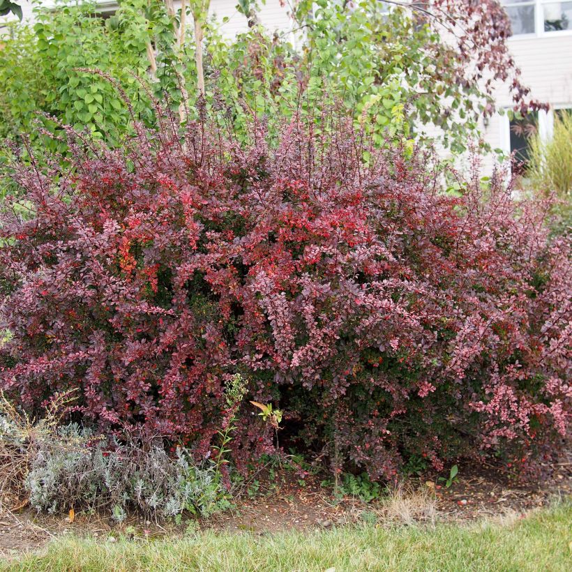 Berberis thunbergii (Plant habit)
