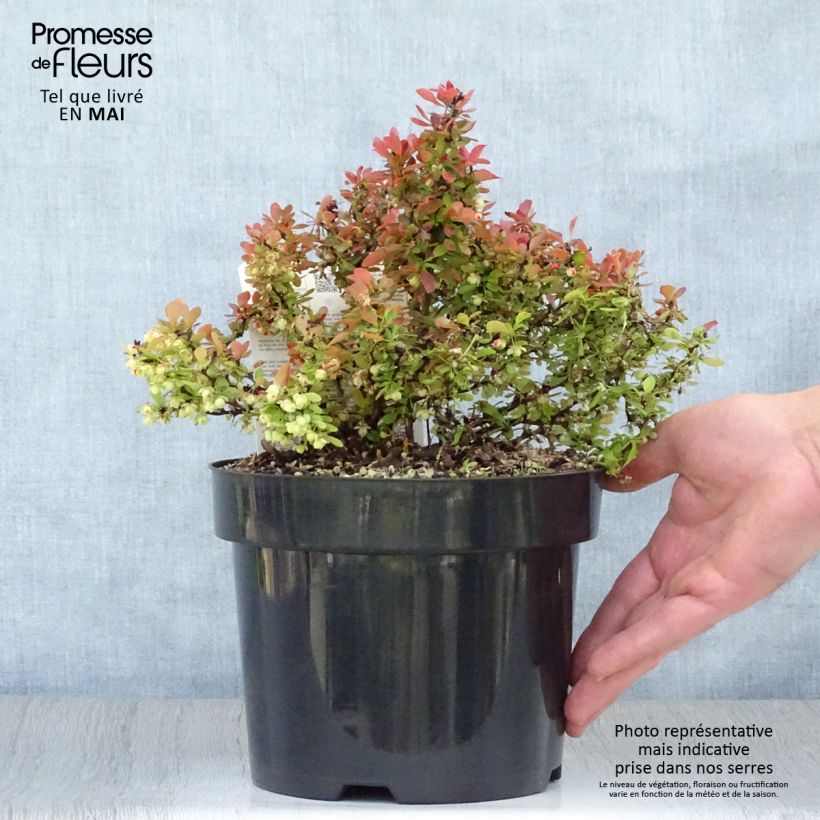 Example of Berberis thunbergii Admiration Topf mit 2L/3L as you get in printemps