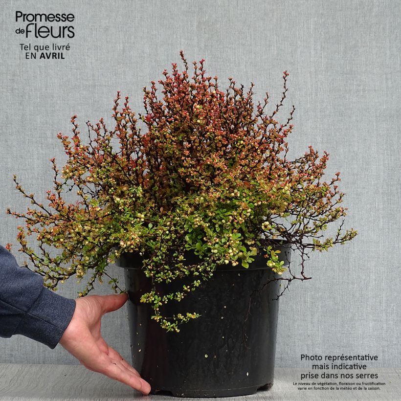 Example of Berberis thunbergii Admiration Topf mit 7,5L/10L as you get in printemps