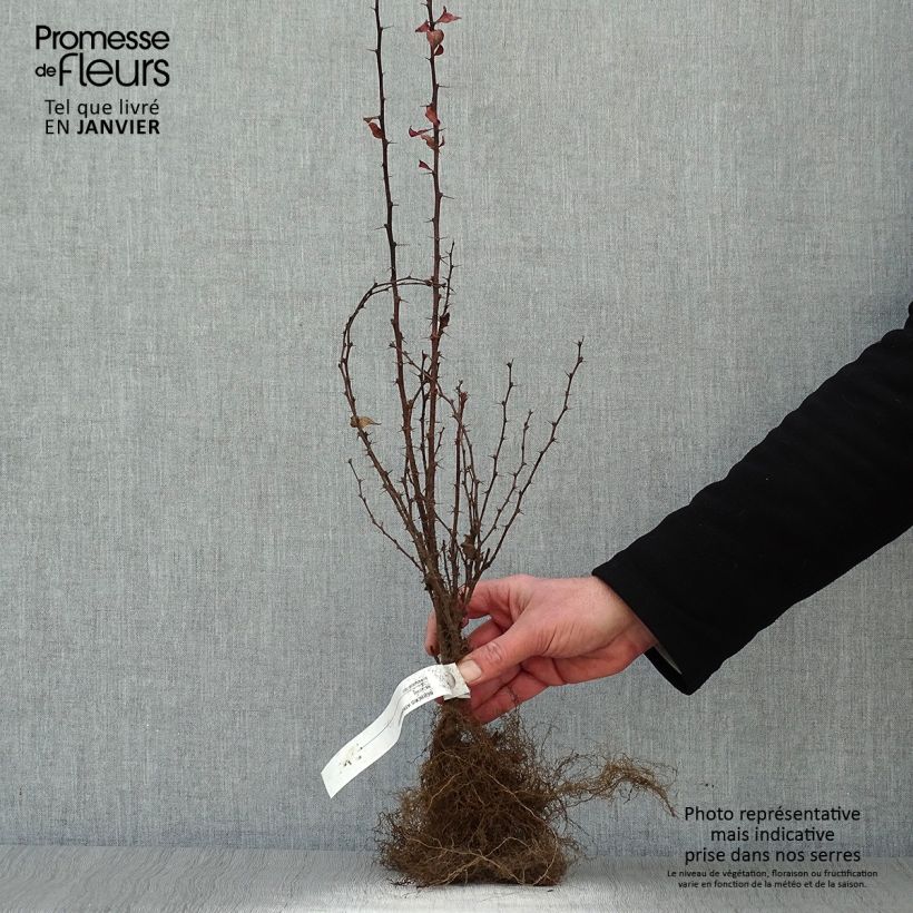 Exemplar von Berberis thunbergii Atropurpurea Wurzelnackt wie im Winter geliefert